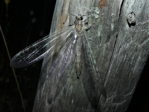 Synclisis baetica