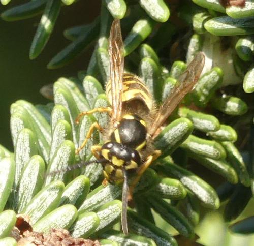 Vespula vulgaris