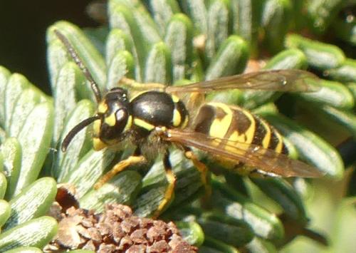 Vespula vulgaris