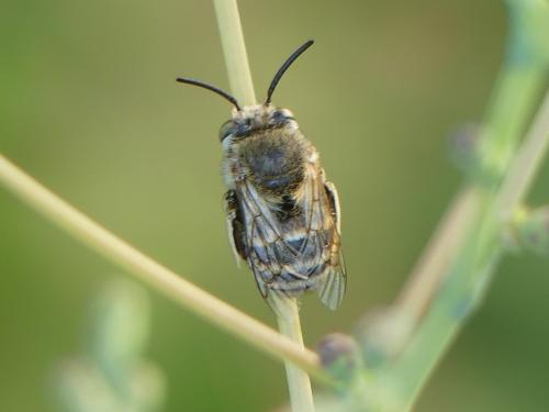 Amegilla sp.