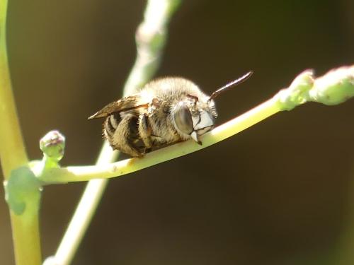 Réf. 327 578 : Amegilla sp.