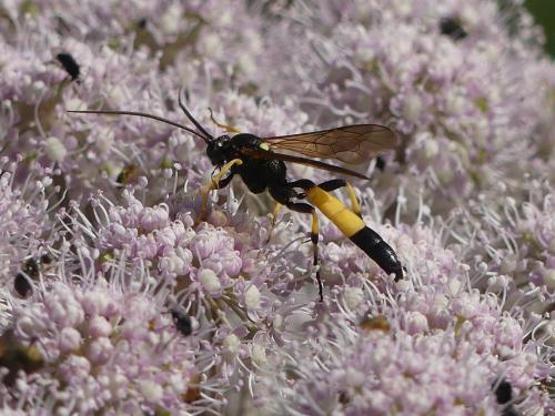 Réf. 327 825 : Ichneumon sp.