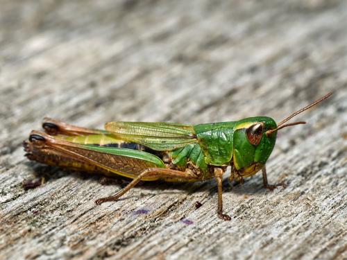 Réf. 327 717 : Pseudochorthippus parallelus