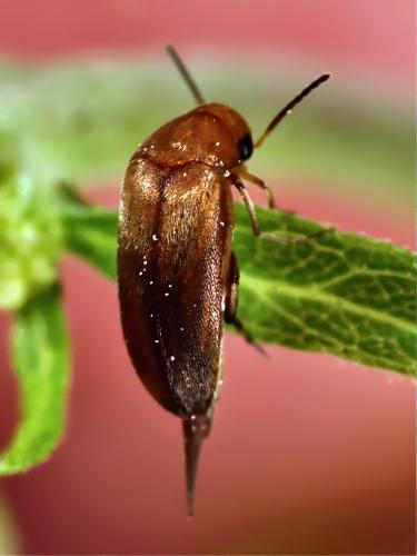 Mordellistena neuwaldeggiana