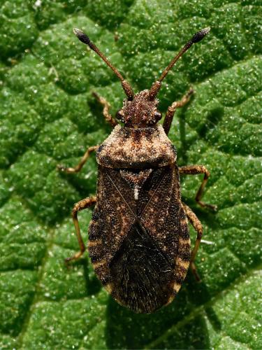 Bathysolen nubilus