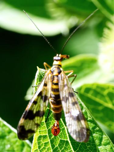 Panorpa vulgaris