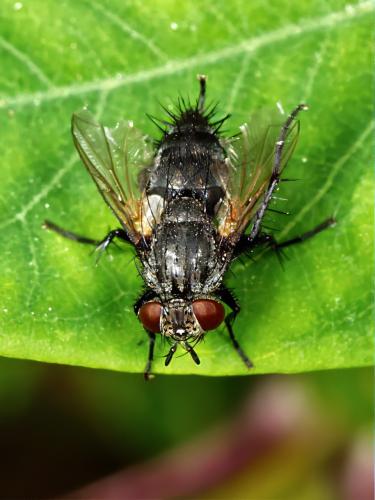 Réf. 327 504 : Voria ruralis