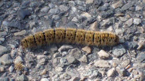 Réf. 327 186 : Lasiocampa trifolii