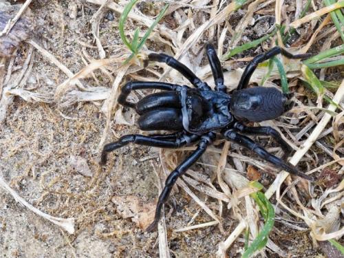 Réf. 327 335 : Atypus (affinis-piceus)
