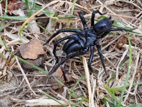Réf. 327 279 : Atypus (affinis-piceus)