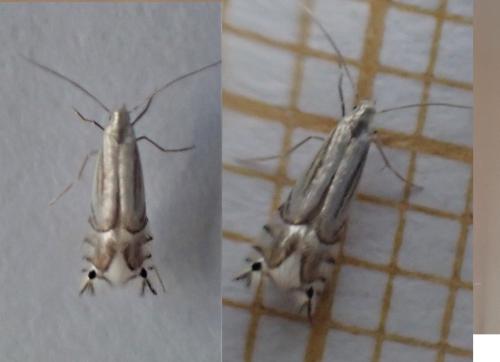 Phyllocnistis saligna