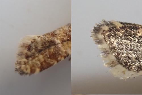 Réf. 327 086 : Aethes margarotana