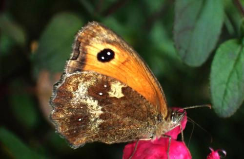 Réf. 327 843 : Pyronia tithonus