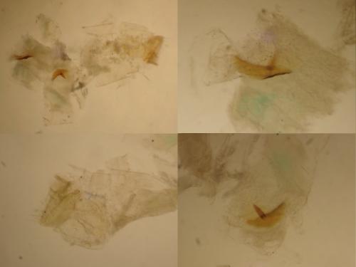 Phyllocnistis saligna