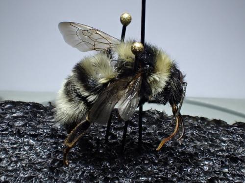 Réf. 327 601 : Bombus subterraneus