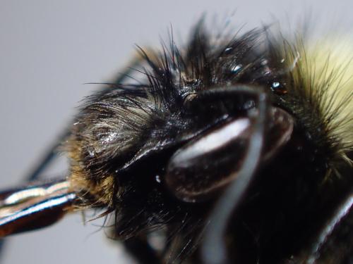 Réf. 327 602 : Bombus subterraneus