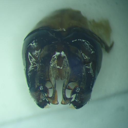 Bombus subterraneus