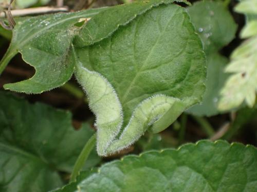 Dasineura odoratae