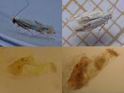 Bucculatrix bechsteinella