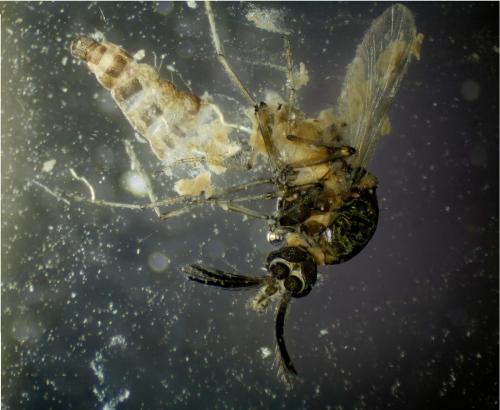 Réf. 327 821 : Dasyhelea sp.