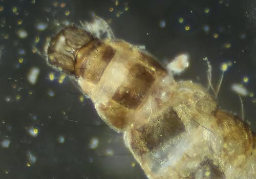 Dasyhelea sp.