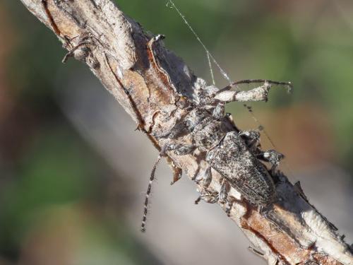 Réf. 327 724 : Pogonocherus caroli