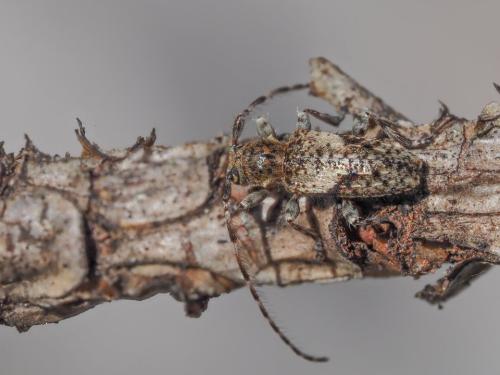 Pogonocherus decoratus