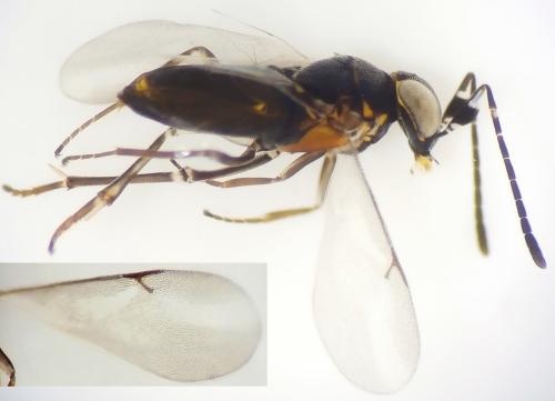 Réf. 327 018 : Anagyrus sp.