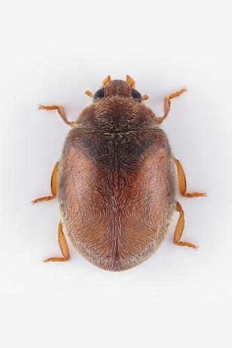 Scymnus impexus.