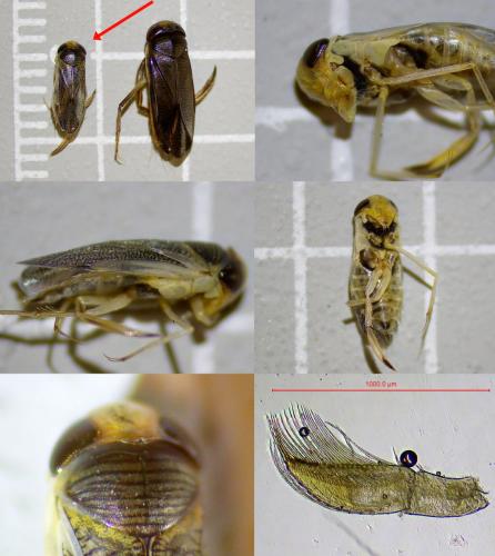 Réf. 327 172 : Sigara lateralis