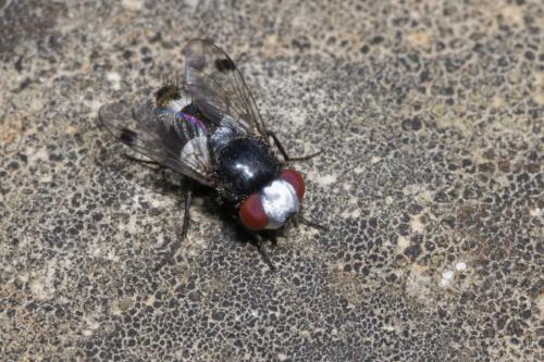 Sphenometopa fastuosa