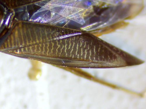 Hesperocorixa sahlbergi