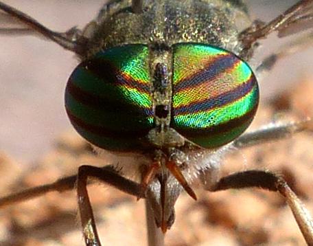 Tabanus exclusus