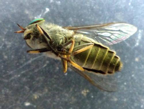 Réf. 327 234 : Tabanus exclusus