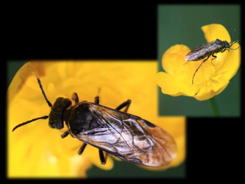 Sciapteryx consobrina