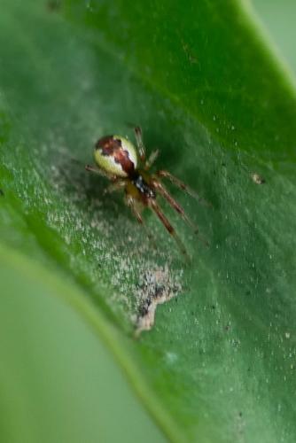 Réf. 327 507 : Anelosimus vittatus