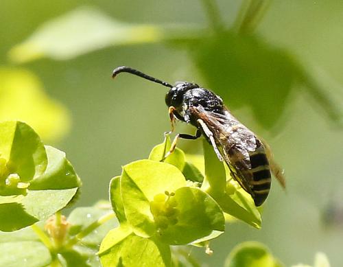Réf. 327 980 : Eumeninae inconnu
