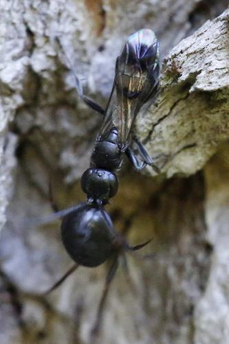 Réf. 327 790 : Dipogon sp.
