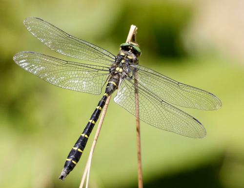 Réf. 327 498 : Cordulegaster bidentata
