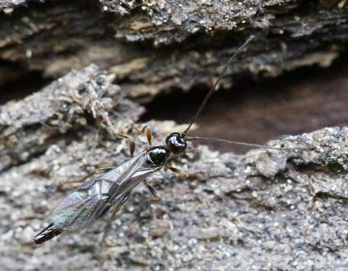 Réf. 327 217 : Coeloides filiformis