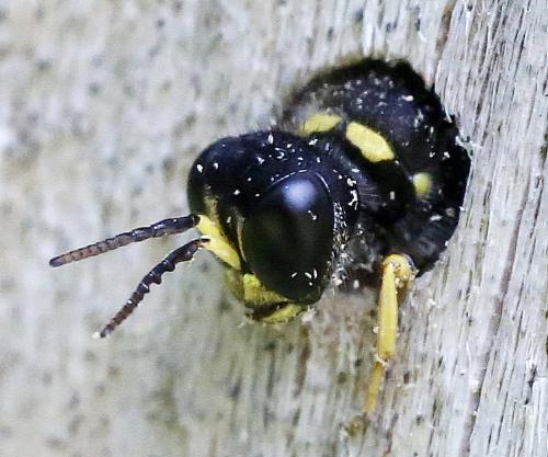 Ectemnius cavifrons