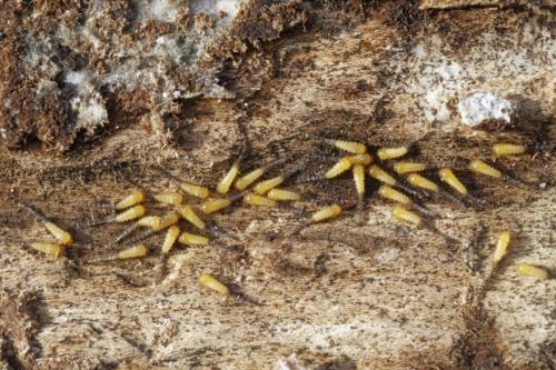Réf. 327 494 : Forcipomyia sp.