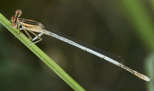 Platycnemis latipes