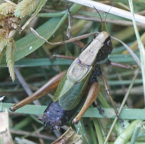 Zeuneriana abbreviata