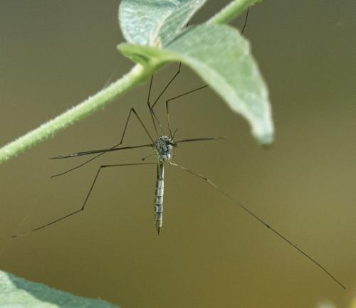 Tipula sp.