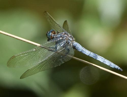 Réf. 327 901 : Orthetrum coerulescens