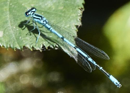 Réf. 327 926 : Coenagrion puella