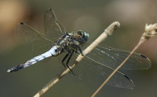 Réf. 327 510 : Orthetrum albistylum
