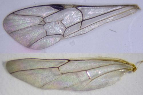 Réf. 327 814 : Lissonota sp.