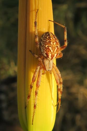 Neoscona byzanthina